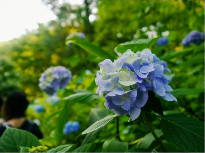 まだ間に合うかも！？【鎌倉】の “ 紫陽花 ” を観て、心をリフレッシュしてみてはいかがでしょうか？