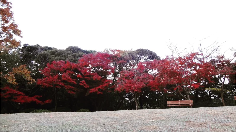 鎌倉にも紅葉の季節がやってきた♡11/2の画像_3