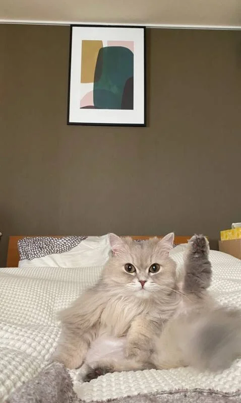 ベッドの上で脚をピンと伸ばす猫・ココンちゃん