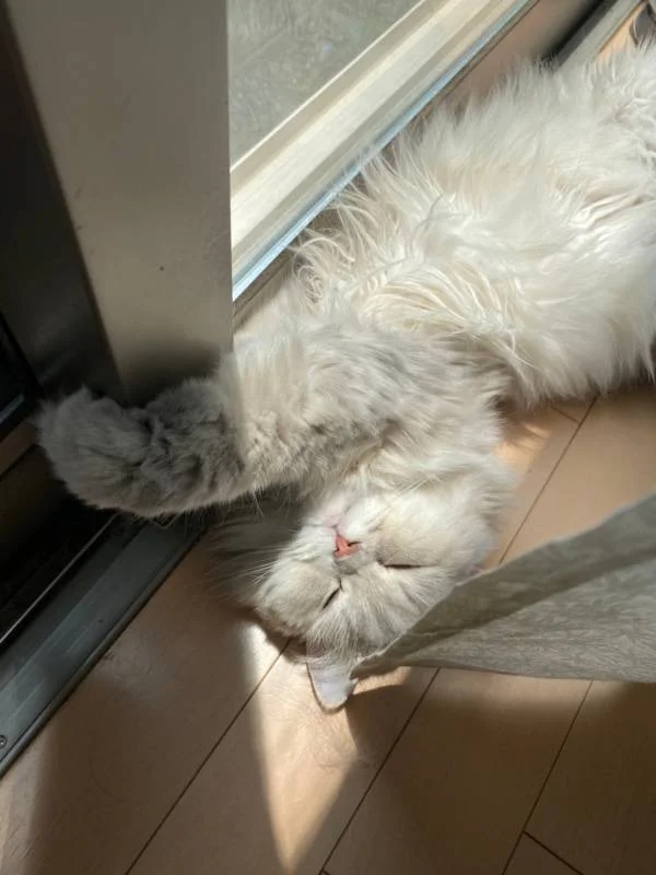 窓際で日に当たりながら眠る猫・ココンちゃん