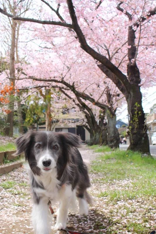 桜の下を歩く犬・メルちゃん