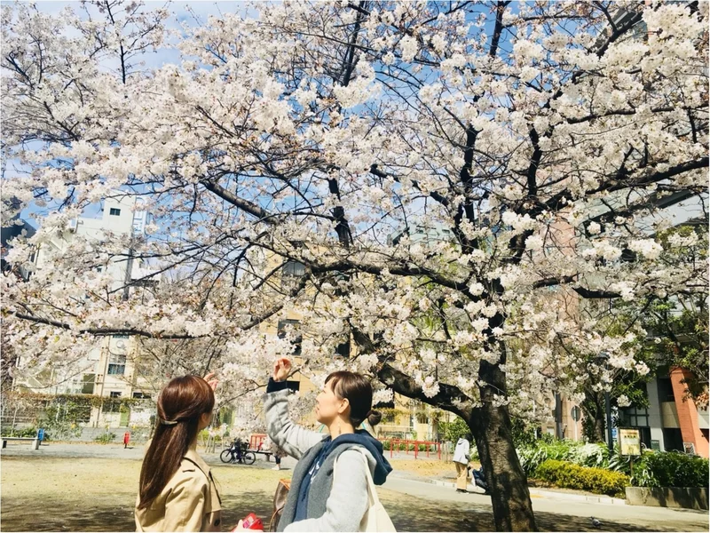 【お花見速報】東京は今週が見頃！？な桜事の画像_4