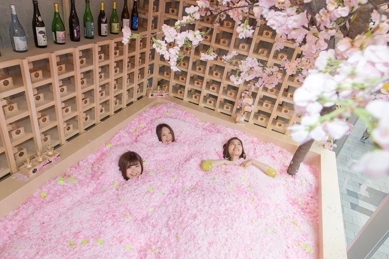 花びら120万枚の「桜プール」の中で乾杯の画像_2