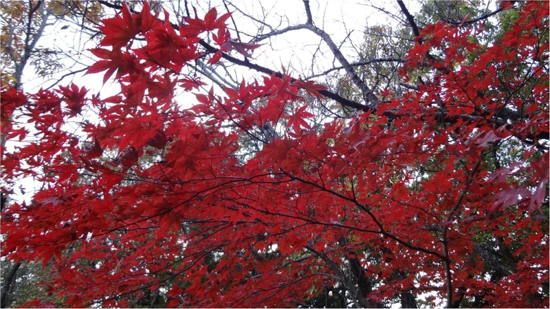 鎌倉にも紅葉の季節がやってきた♡11/2の画像_5