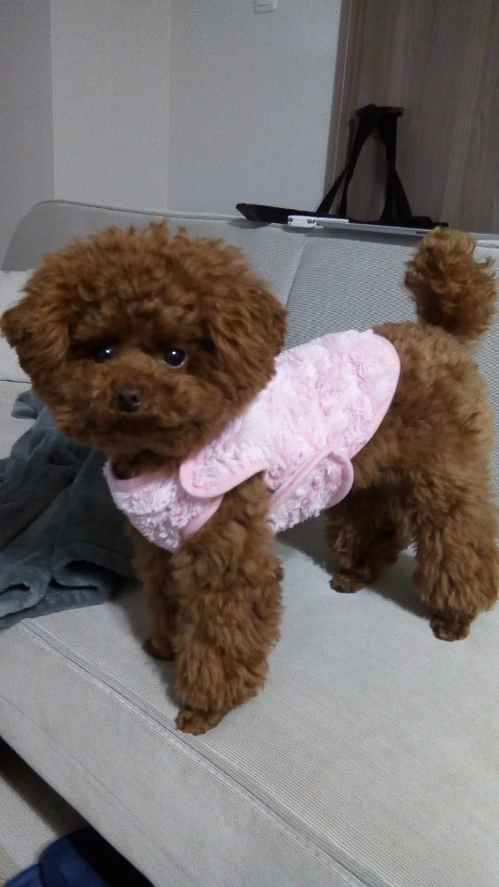 【今日のわんこ】テテちゃん、ピンクの“着る毛布”がお似合い