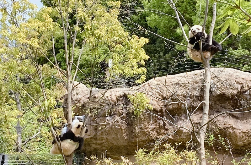 完全攻略！上野動物園の親子パンダに会いに行こう！