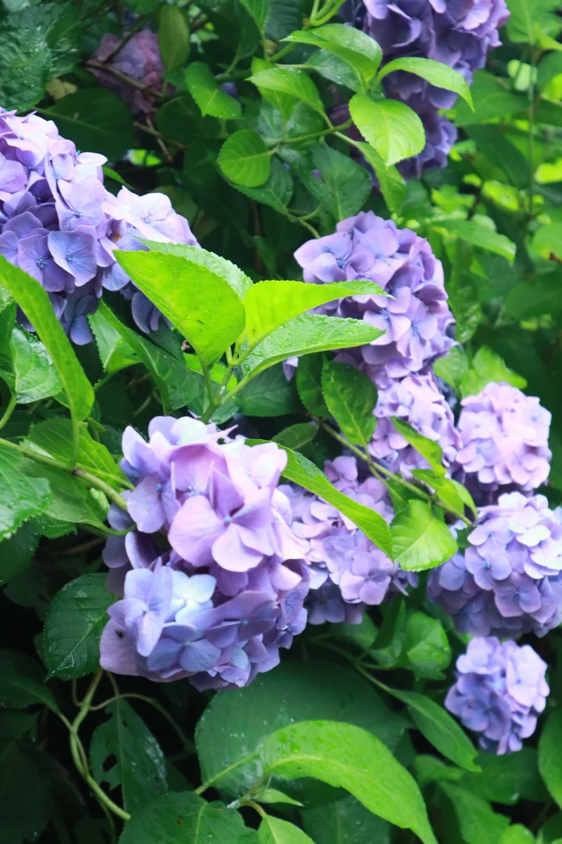 夏着物で鎌倉女子旅♡  紫陽花がとってもの画像_7