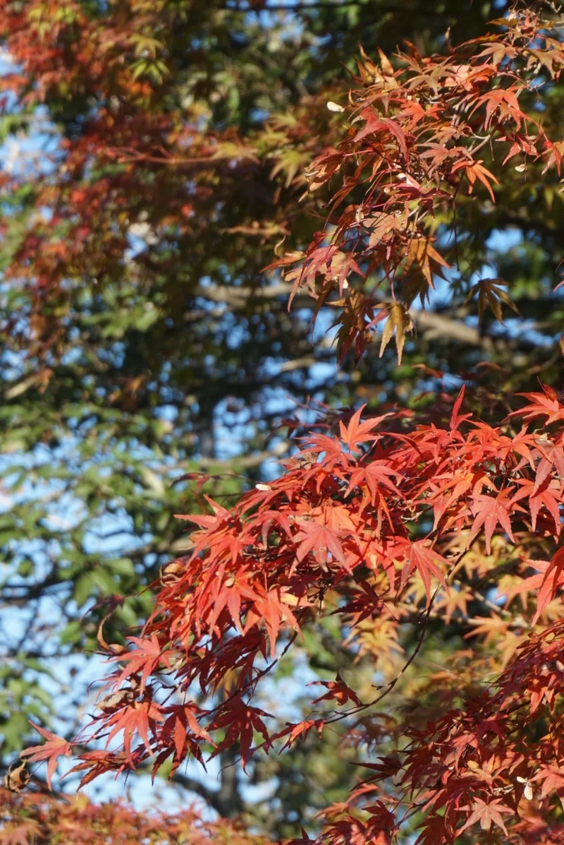 【おでかけ】いよいよ紅葉シーズン♡新宿かの画像_15