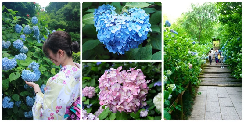 鎌倉の紫陽花名所特集 - 人気のあじさい寺「長谷寺」「名月院」などおすすめスポット