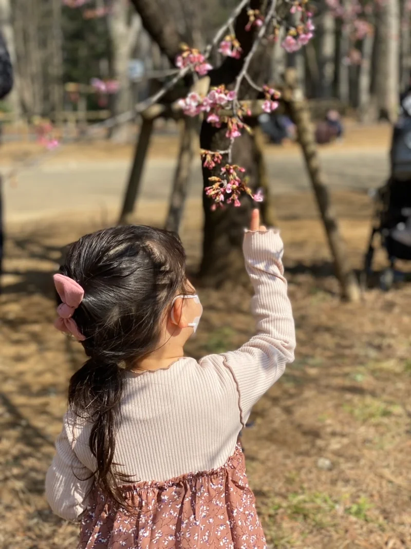 【速報】東京の桜人気スポット！開花状況は…？