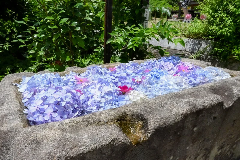 《奈良めぐり》奈良・般若寺　あじさいカメの画像_3