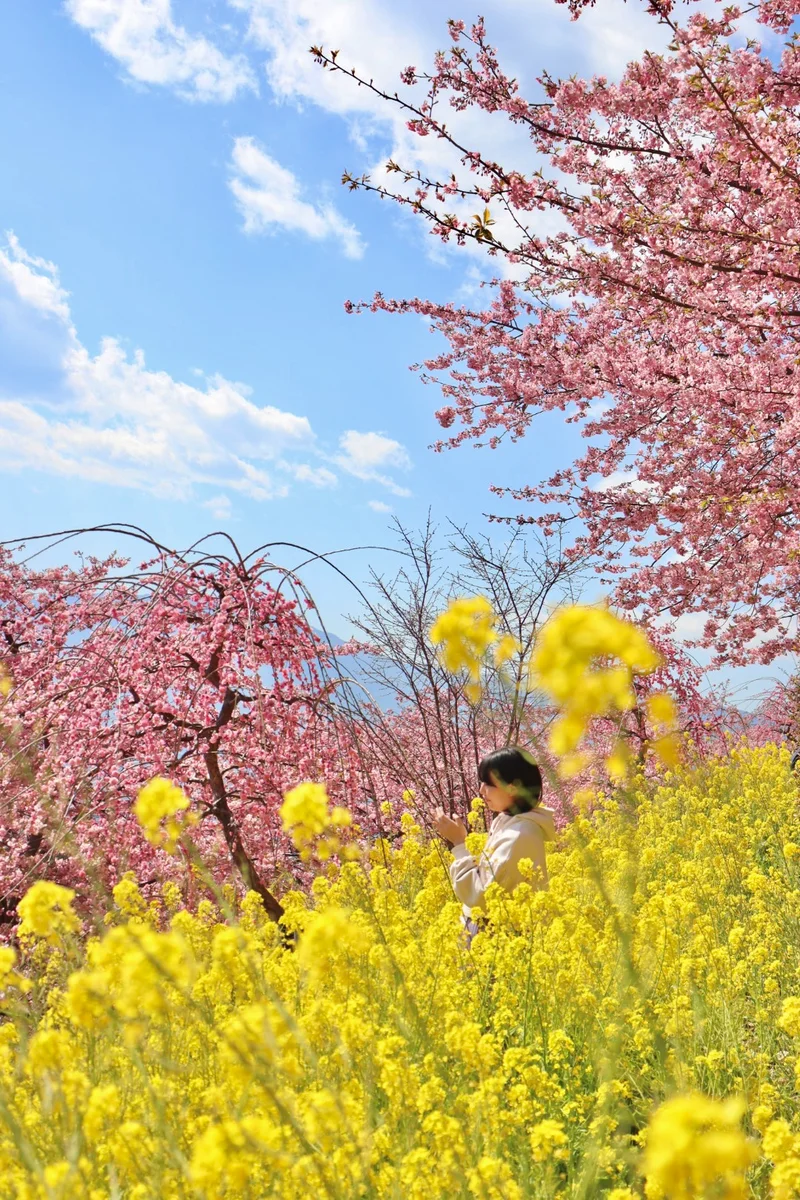 あぐりパーク嵯峨山苑