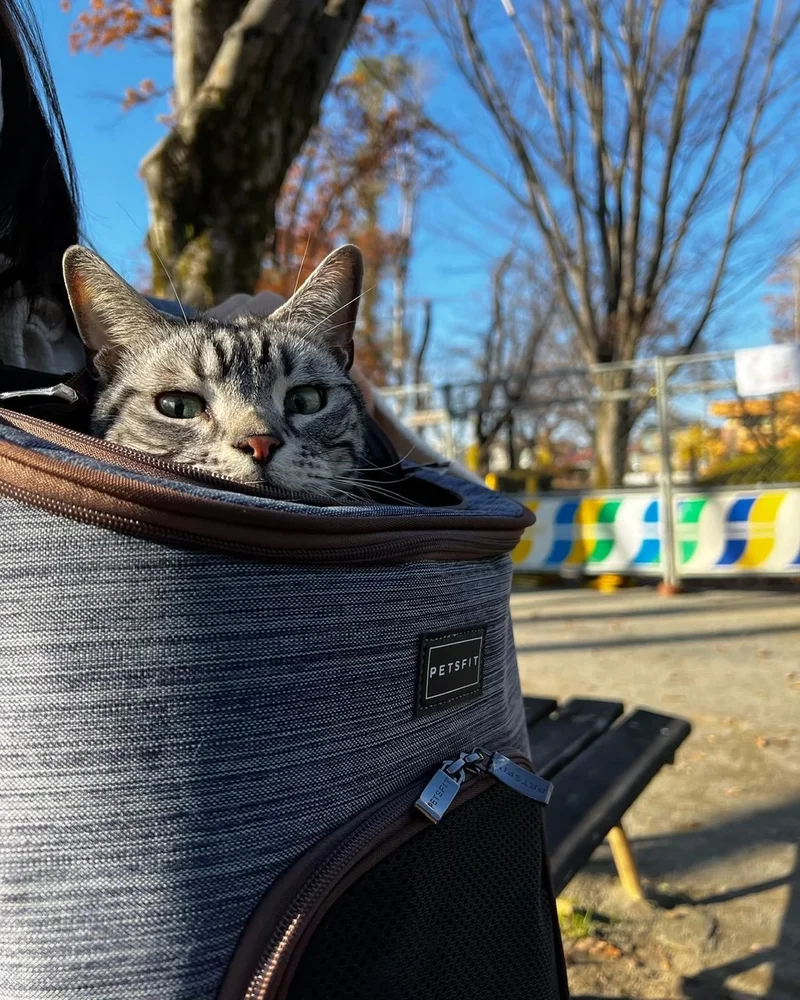 リュックに入ってお散歩をする猫・ソラくん