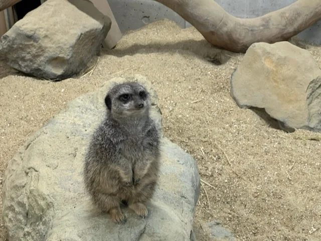 【長崎】佐世保市の動植物園へ行ってきたよの画像_9