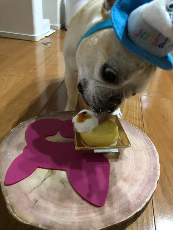 バースデーハットをかぶりお誕生日ケーキを食べている犬・まつこ