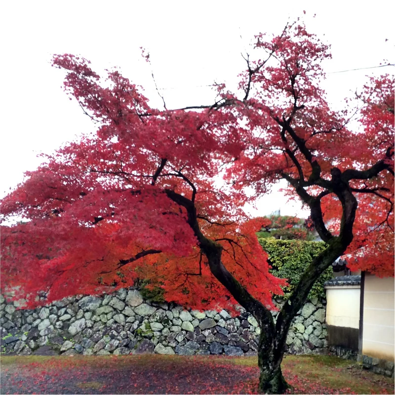 ★そろそろ予定を立てる頃⁉︎来る紅葉シーズン。誰もが知る京都の名所『嵐山』をご紹介します★