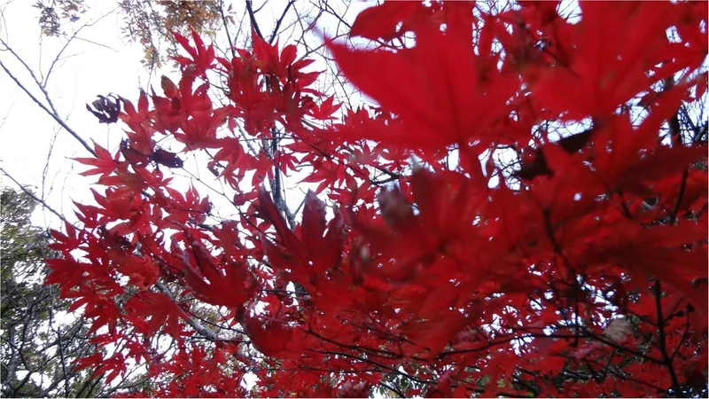 鎌倉にも紅葉の季節がやってきた♡11/2の画像_7