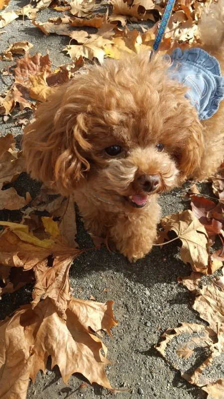 落ち葉いっぱいの公園で散歩する犬・テテちゃん