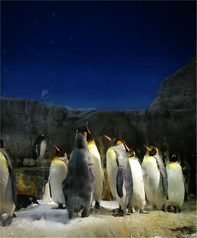 とっても可愛い！【海遊館】でペンギンの赤の画像_10