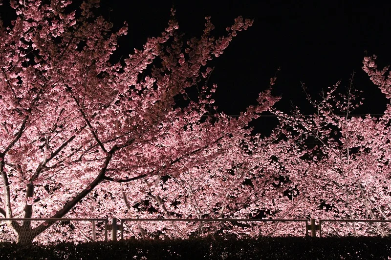 「河津桜」の絶景も！ 神奈川県『マホロバの画像_4