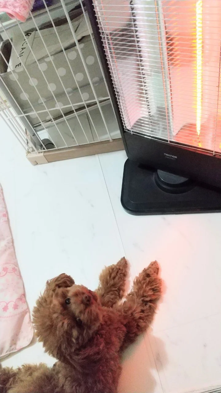 【今日のわんこ】犬だって寒い！ 暖房器具の画像_1