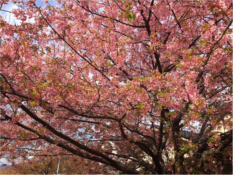 春の訪れを感じに…『河津桜まつり』へ行っの画像_7
