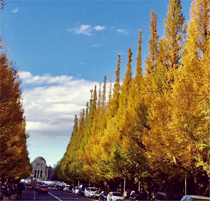 【フォトジェニックスポット】今日からいちょう祭り！神宮外苑いちょう並木が色づき始めました！今年の見頃は11月〇〇～！！