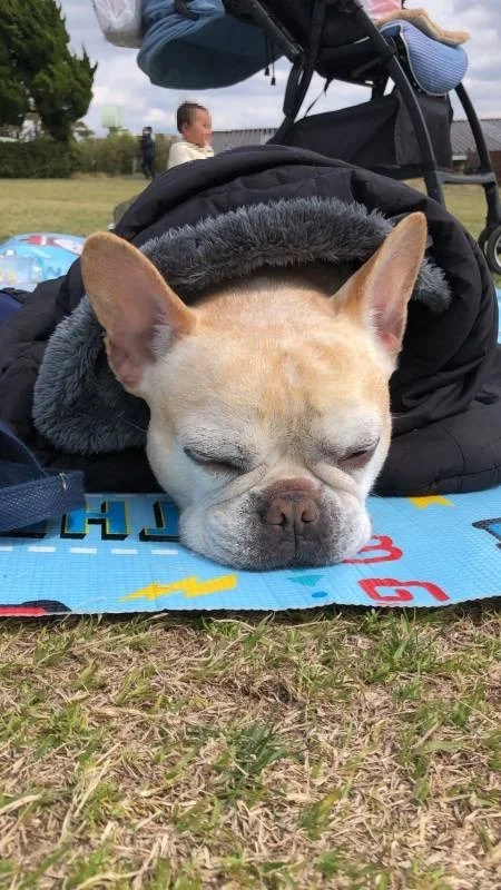 マザー牧場の広場で眠る犬・まつこ