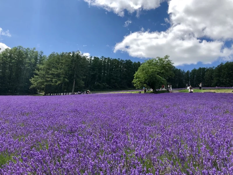 【北海道】夏休みに行きたい！富良野のラベンダー畑！
