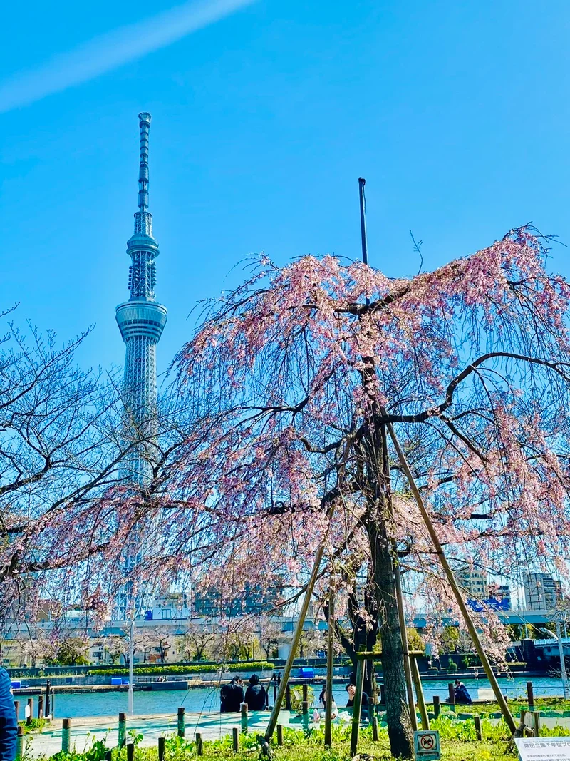 【隅田公園】お花見絶景スポット発見！《桜の画像_2