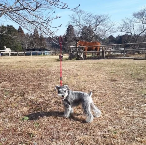 【今日のわんこ】お馬さんを背景に、ハイチの画像_1