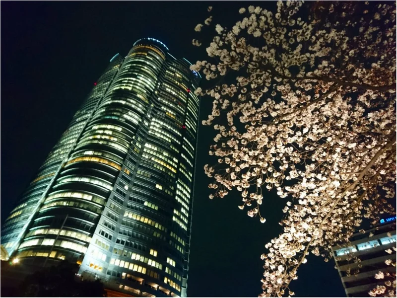 【しの散歩】東京の “桜” の見頃は、もの画像_11