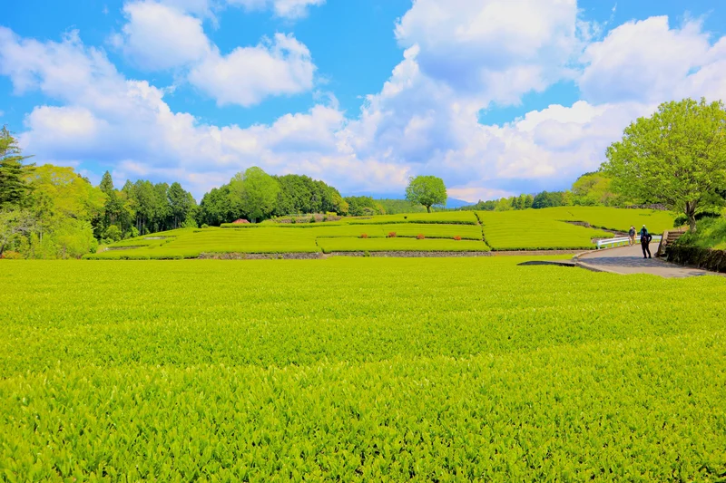 【静岡県】地元のおすすめスポットをご紹介の画像_5