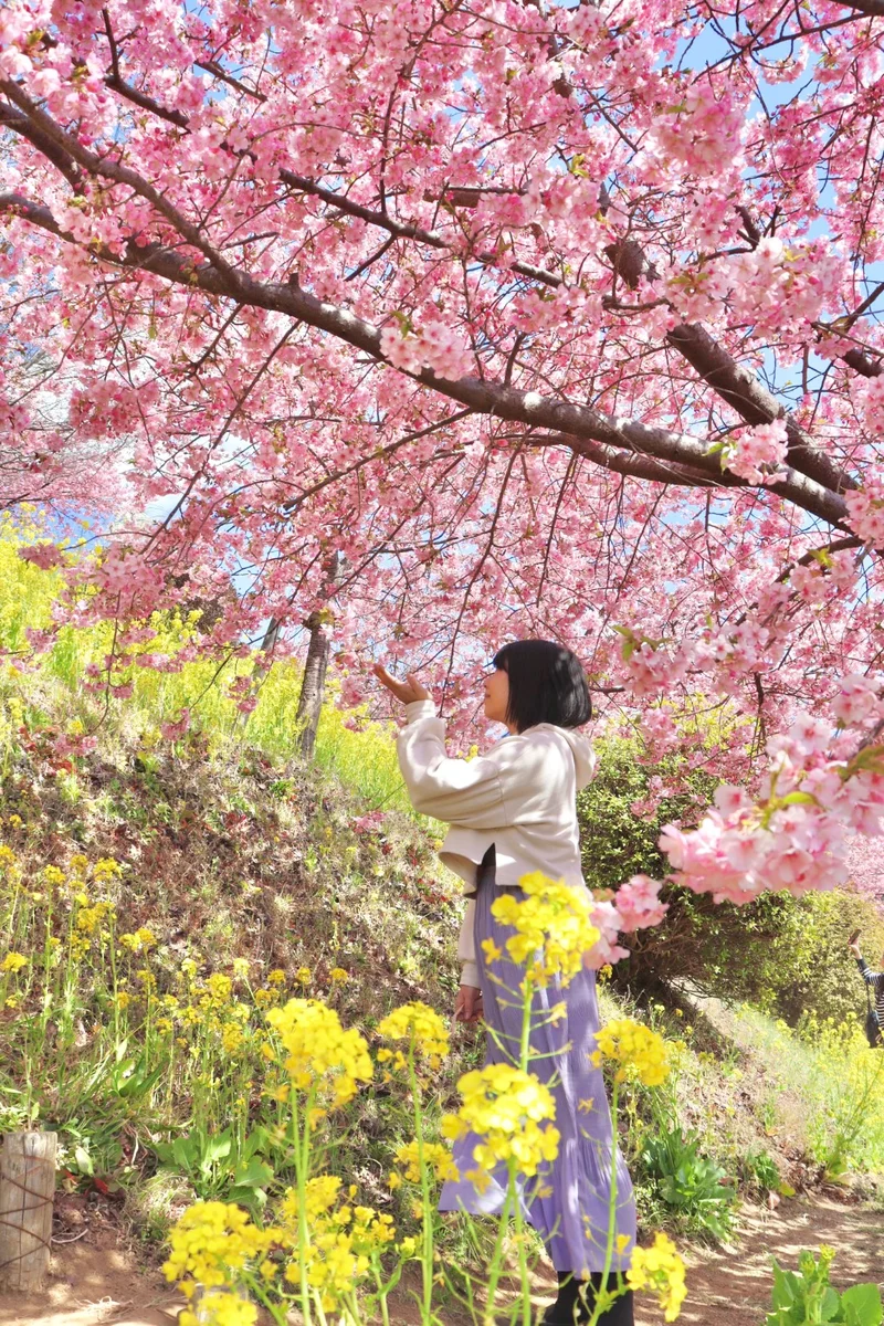 桜と菜の花