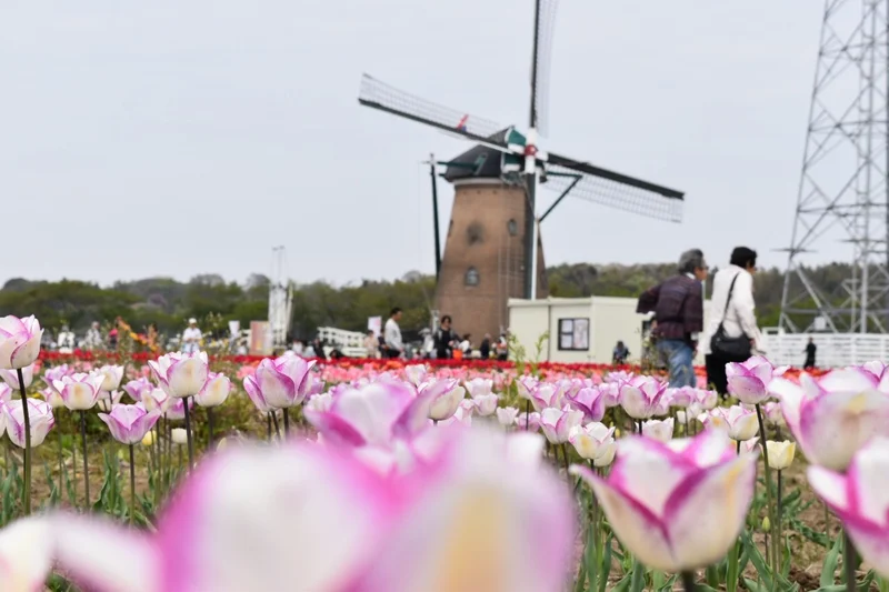 青空とチューリップ♡オランダ風車がシンボの画像_1