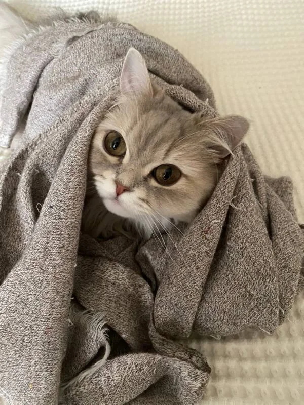 グレーの毛布から顔を出す猫・ココンちゃん