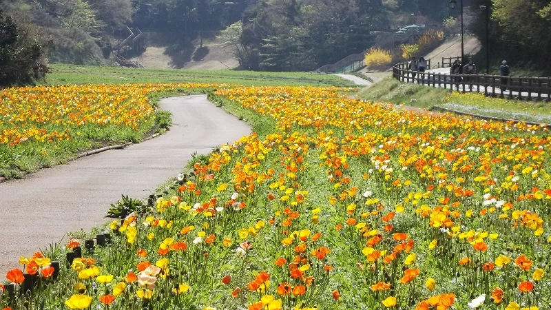 『横須賀市くりはま花の国』で開催中「ポピー・ネモフィラまつり」。花畑の中を通り抜けるような園路