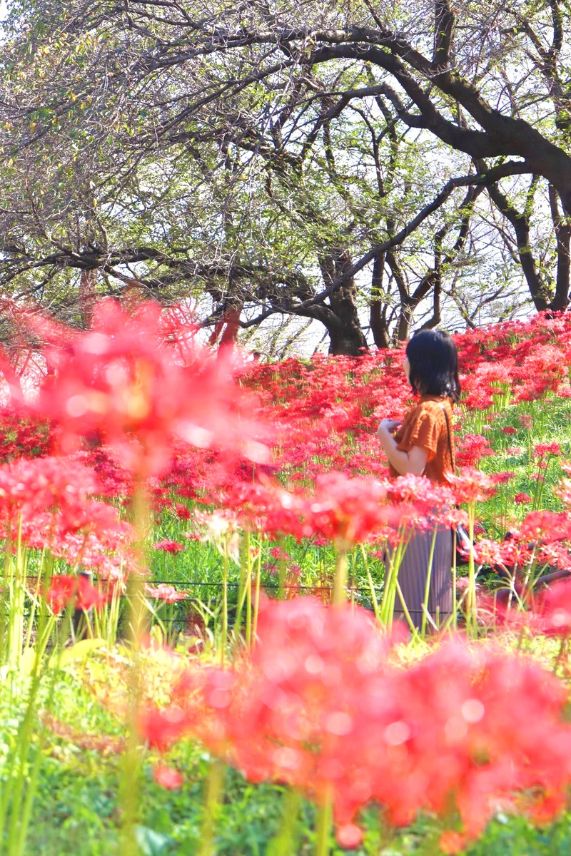 埼玉県の県営権現堂公園の彼岸花