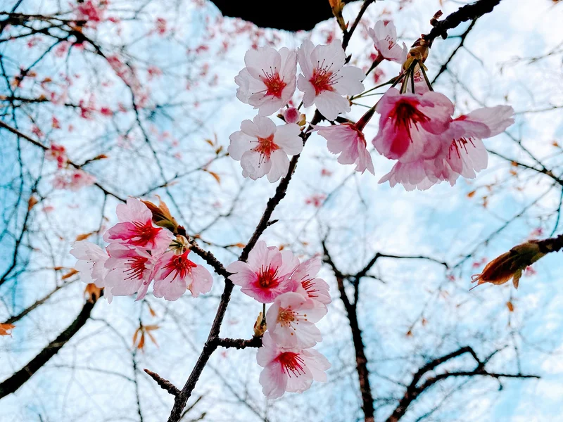 【お花見】いよいよ桜の季節が到来♡靖国神社の標本木をみてきました