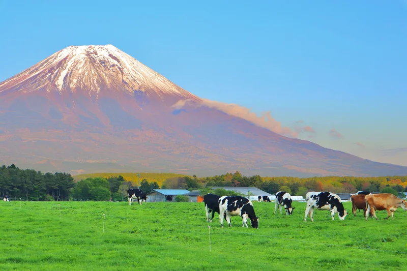 【静岡県】地元のおすすめスポットをご紹介の画像_4