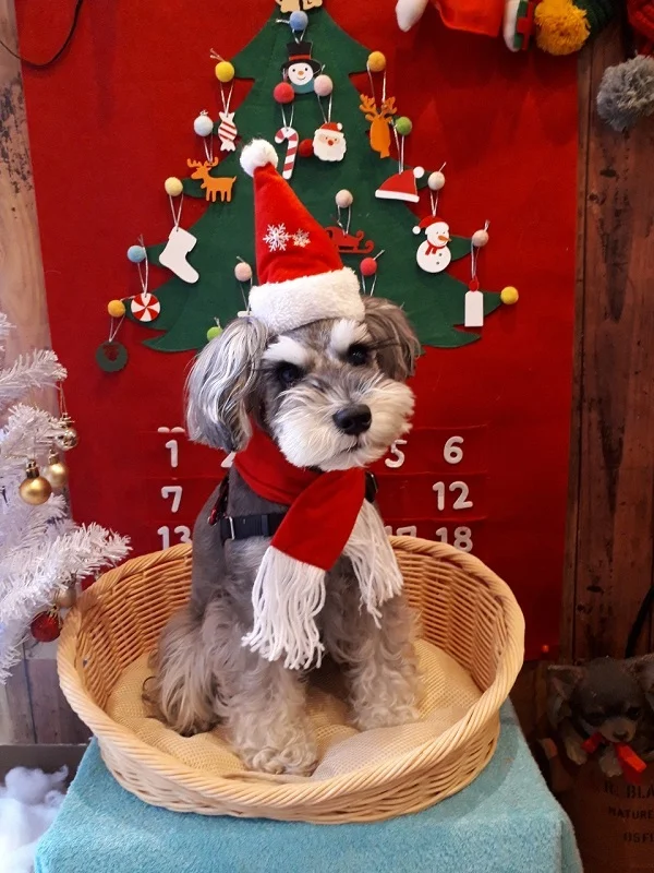 自宅でサンタの格好をしてクリスマスを楽しむ犬・サクラちゃん