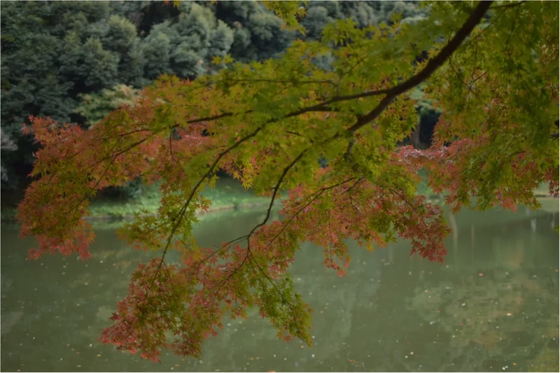 【後楽園】小石川後楽園の紅葉の画像_2