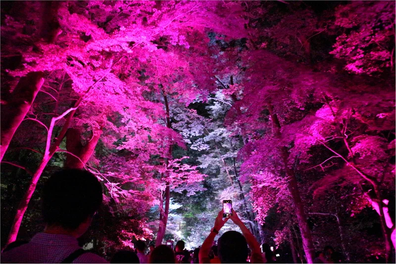 【京都】下鴨神社のライトアップで幻想的な夜を♡