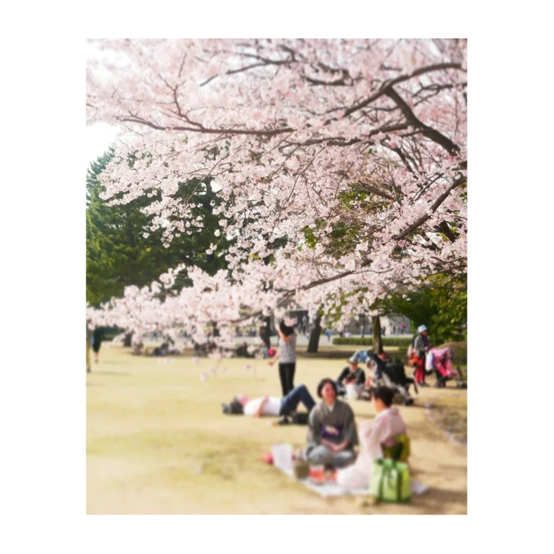 【しの散歩】東京の “桜” の見頃は、もの画像_5
