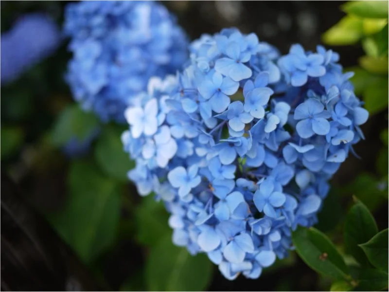 鎌倉の紫陽花名所特集 - 人気のあじさいの画像_39