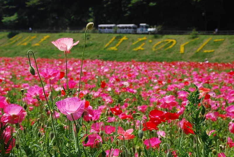 『横須賀市くりはま花の国』で開催中「ポピー・ネモフィラまつり」ポピー園の様子