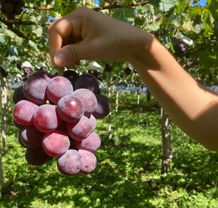 山梨県の葡萄農園でのぶどう狩りで食べられる巨峰