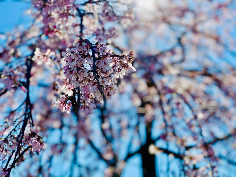 【隅田公園】お花見絶景スポット発見！《桜の画像_6