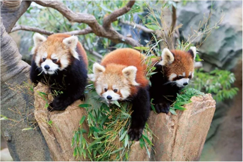 新エリアOPENで大人気の『神戸動物公園の画像_3
