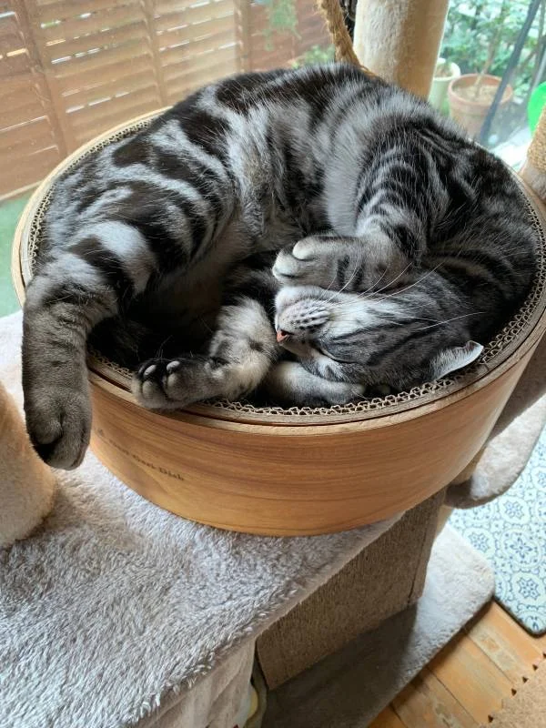 ダンボールで眠る猫・ソラくん
